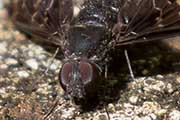 Bee-fly (Anthrax maculatus) (Anthrax maculatus)
